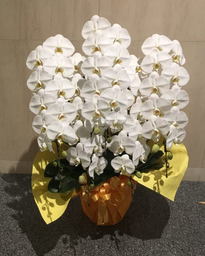 胡蝶蘭5本立ち35,000-70,000円