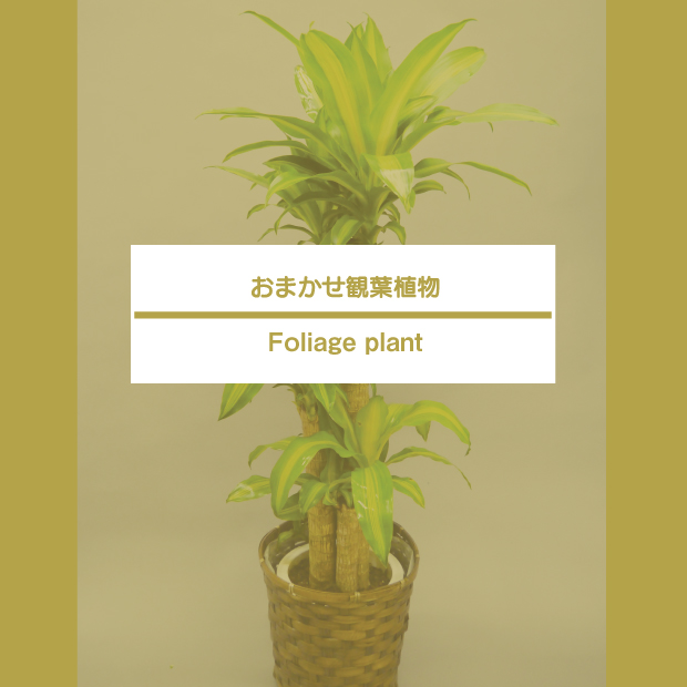 おまかせ観葉植物8,000-50,000円