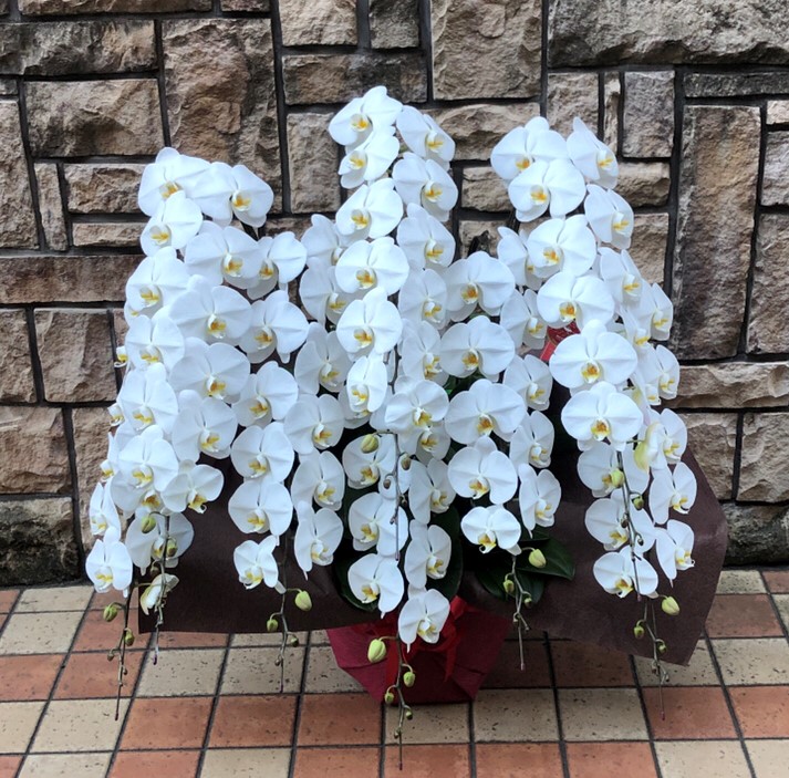 胡蝶蘭八本立ち（末広がり）