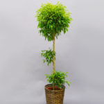 ベンジャミン10号